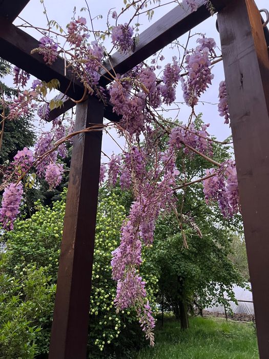 Glicynia ( wisteria)