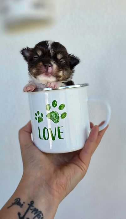 Maravilhosos! Chihuahua Pêlo Comprido