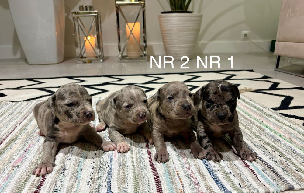 Merle American Staffordshire Terrier