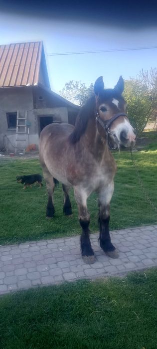 Klacz gniada 9 miesięczna