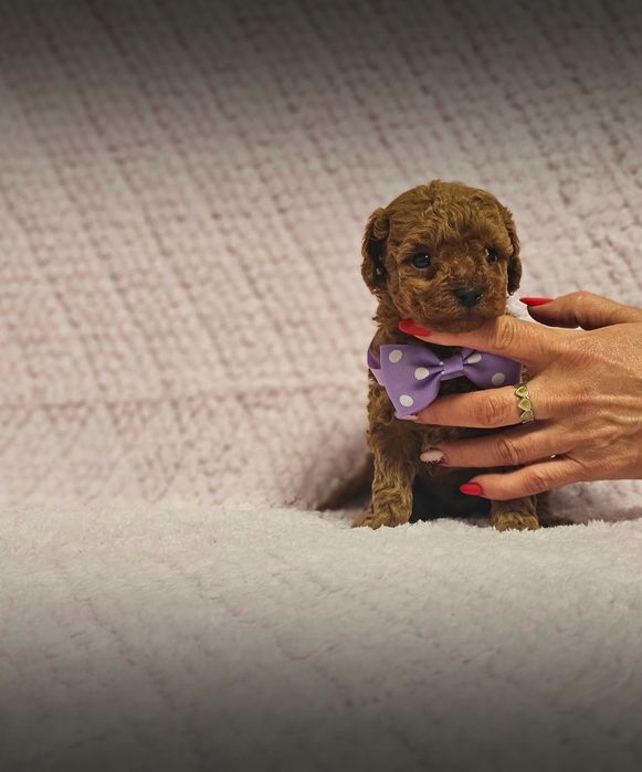 Pudel Toy Red Genetyka.