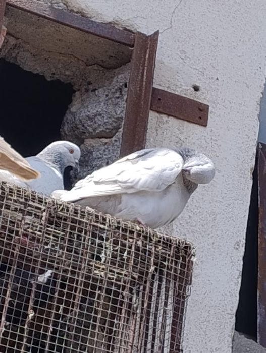 Rysie srebrne  gołębie