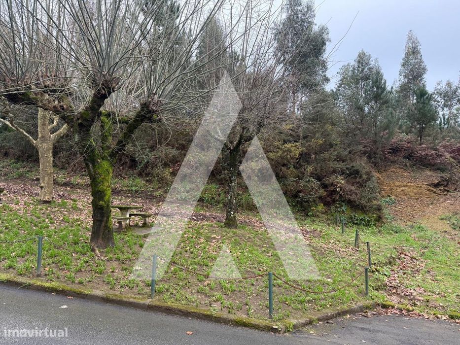 Pinhal no vale da Cova em Nogueira do Cravo, Oliveira de Azeméis