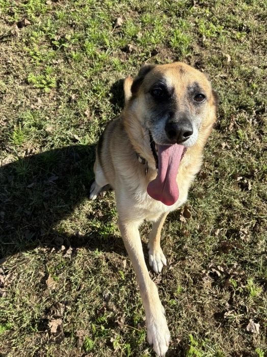 Nala: Uma Pastora Alemã dócil à procura de um final feliz