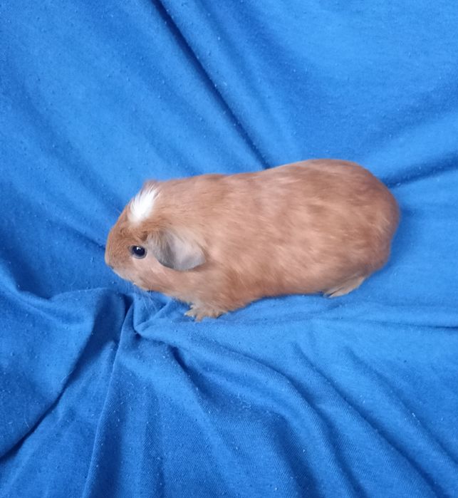 Питомник морские свинки