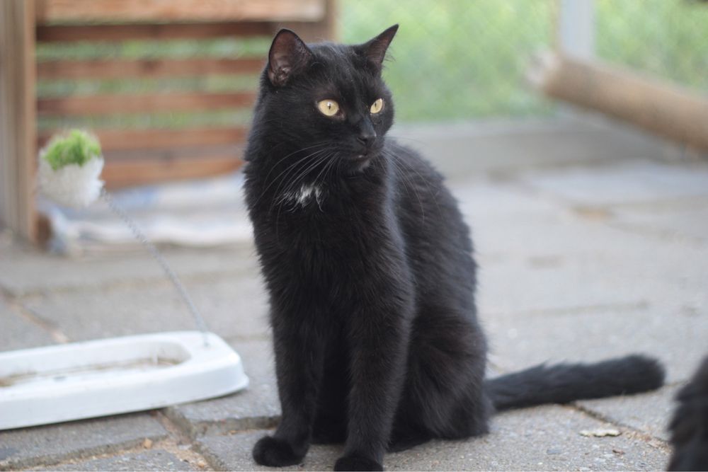 Czy ten piękniś ma jeszcze szansę na prawdziwy dom?