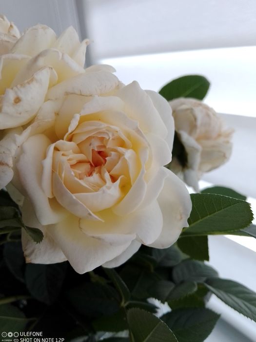 Троянда Клер Остін витка