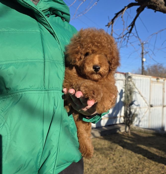 Хлопчики та дівчатка. Неймовірні кучеряшки.
