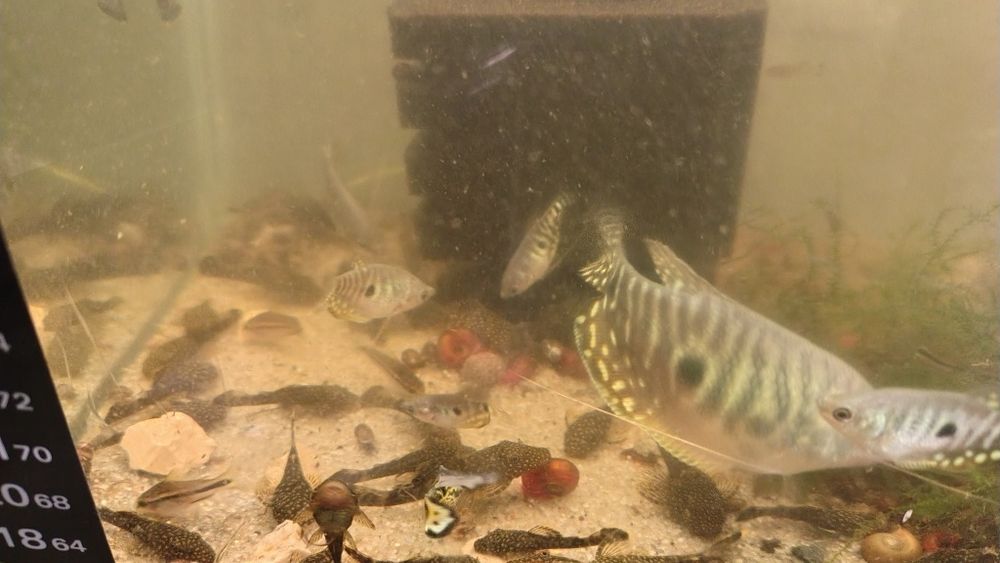 Glonojad  Gurami  gupiki mieczyki krewetka czerwona