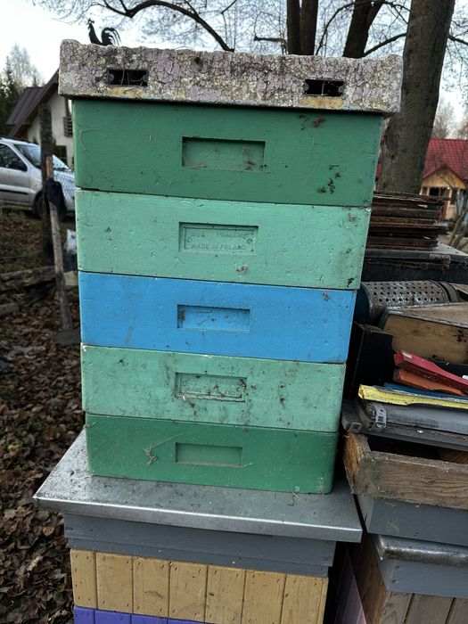 Ule wielkopolskie 10r