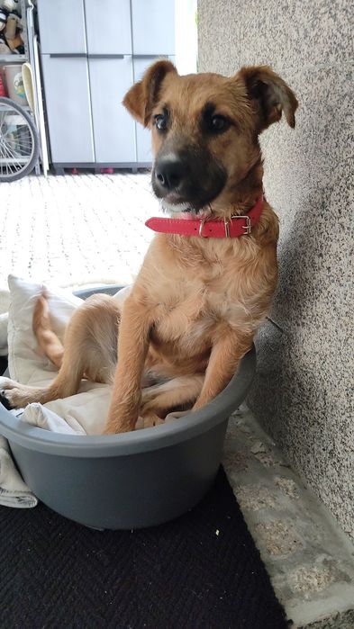Cadela para adoção