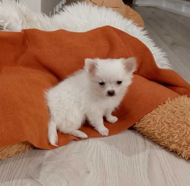 Chihuahua chłopiec długowłosy