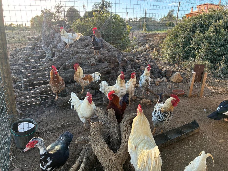 Galos adultos e patos machos