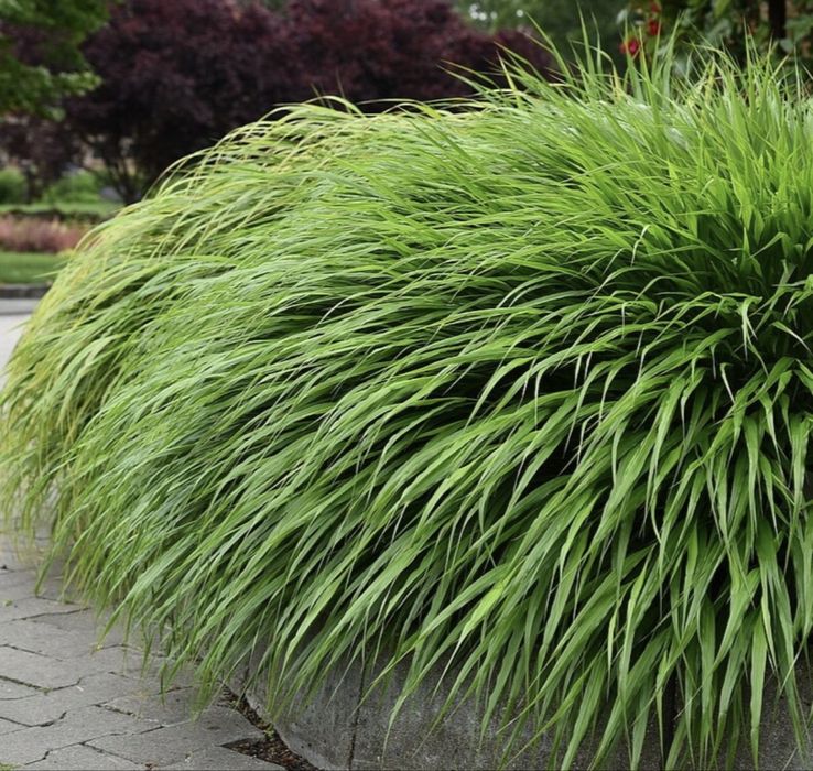 Hakonechloa smukła 'Greenhills' Hakonechloa macra - odbior osobisty