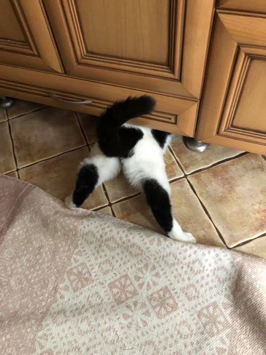 Poszukiwany biało czarny kot