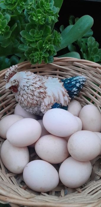 Ovos caseiros excelente qualidade