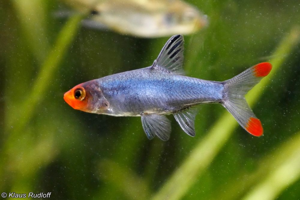 Uklejka Naga (sawbwa resplendens) MASSON