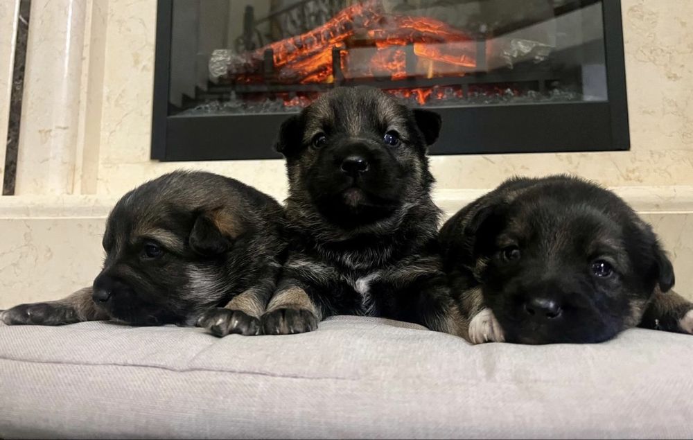 Віддам цуценят у добрі руки