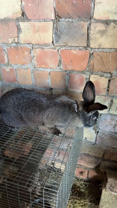 Samice wiek 9 miesięcy