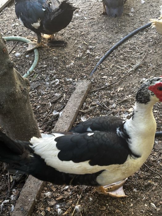 Patos e patas  grandes