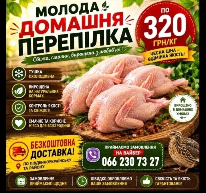 Молода домашня перепілка та перепелині  яйця