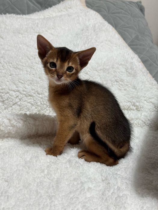 Абиссинские котята