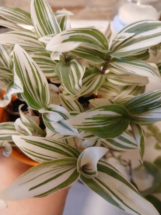 Продам цветы комнатные  традесканции