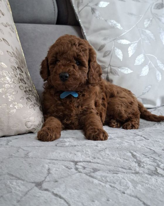 Чудовий хлопець той пудель