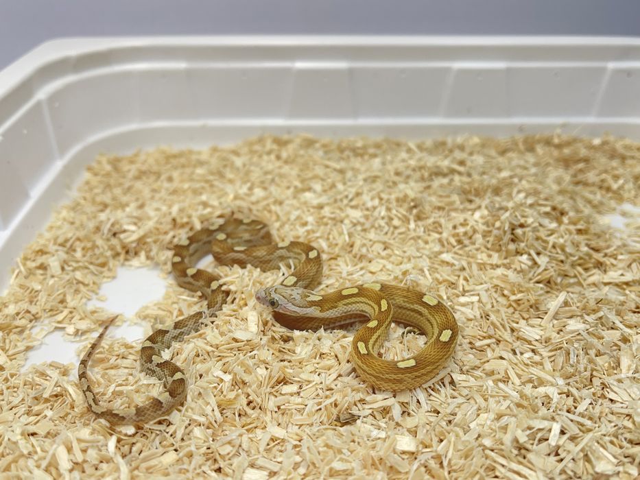 Wąż zbożowy węże zbożowe