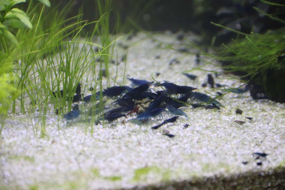 Neocaridina blue