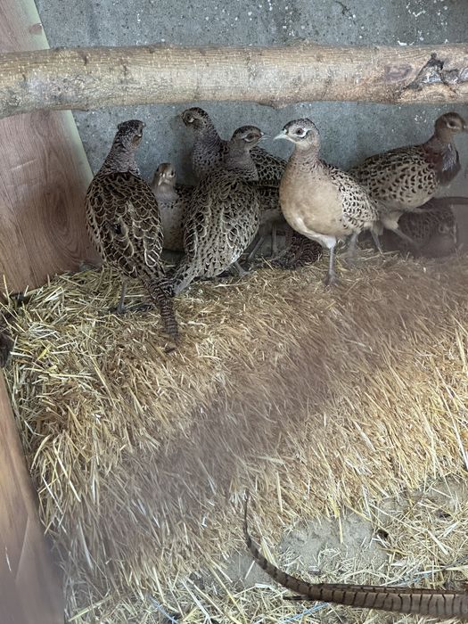 Фазаны  продам домашные