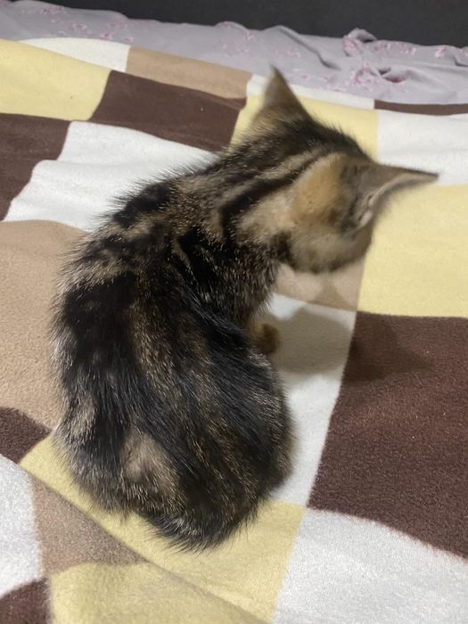 Котики породисті продам.