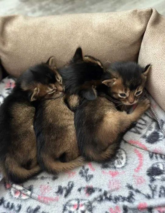прелестная сомалийская кошечка