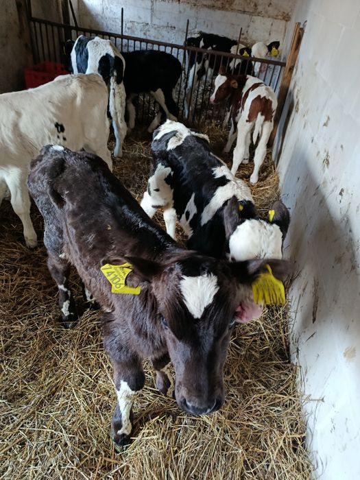 Witam sprzedam 7 byczków