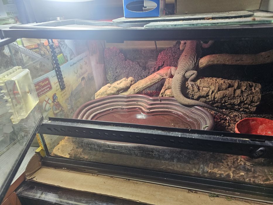 Agama brodata samiec .