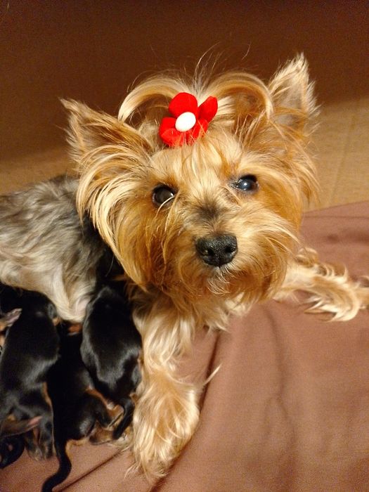 Цуценята йоркширського тер'єра 05.12.25р.