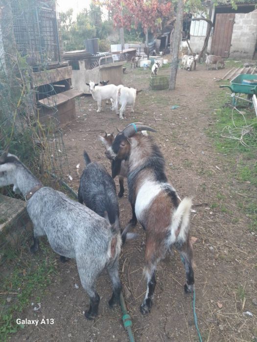 Cabras cabritos ovelhas e borregos para venda