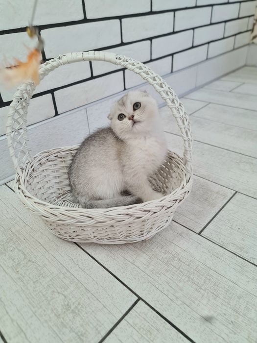 Шотландська срібна шиншила