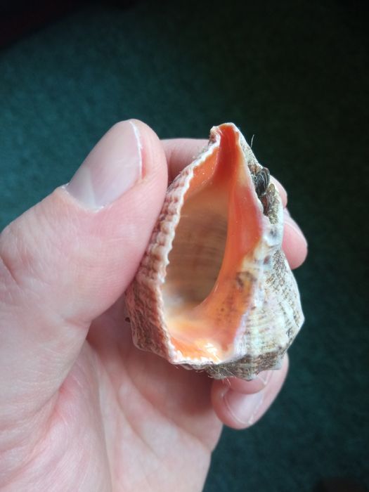Ракушка морская целая