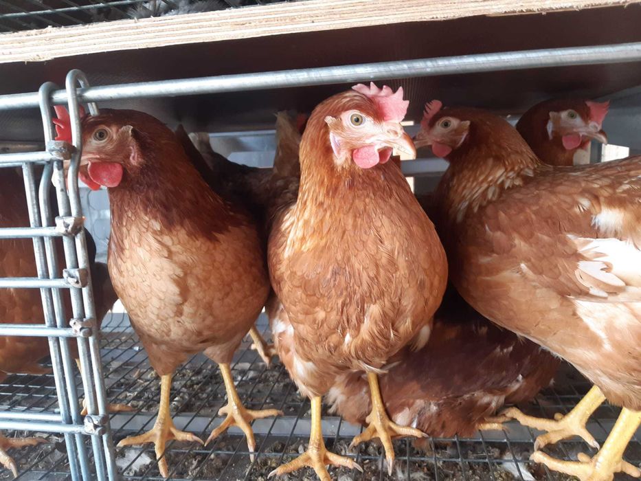 Kury młode Leghorn Messa ! NIOSKI z wolnego wybiegu od 10 do 24 tyg !