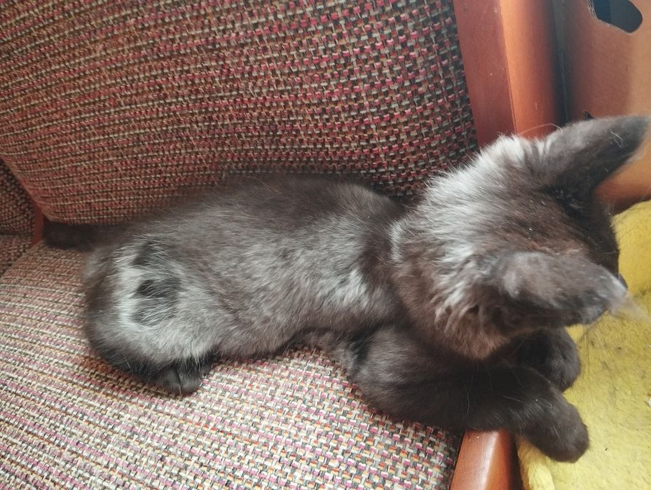 Kocurek Maine Coon