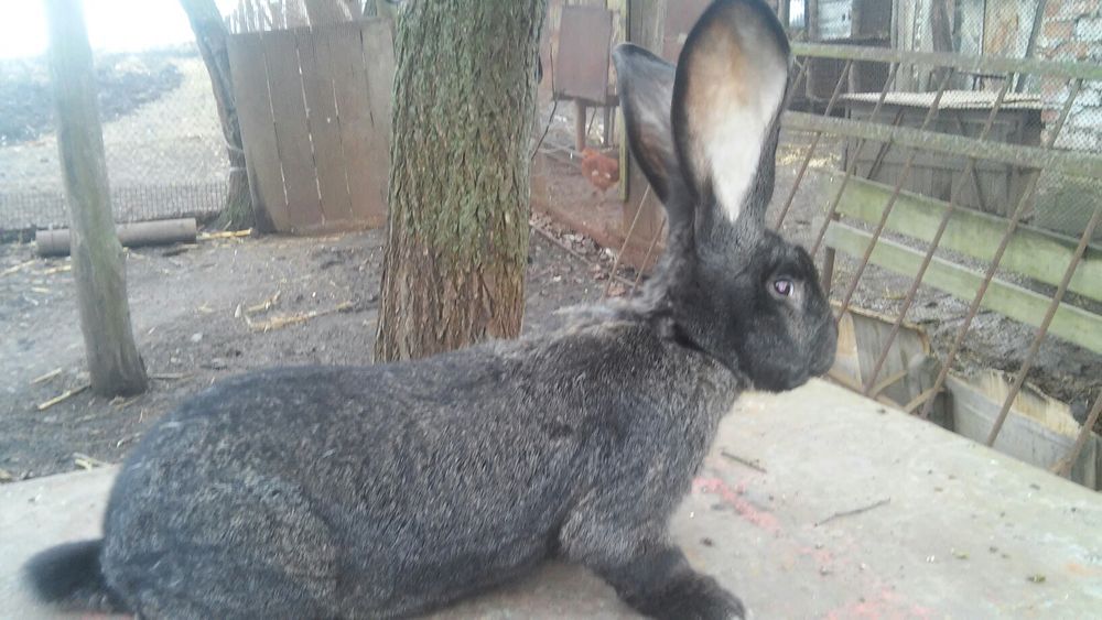 Продам Самцов Фландра