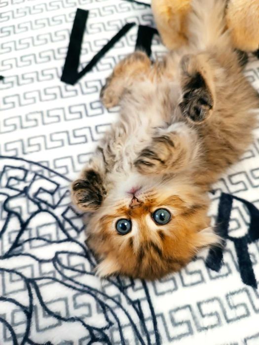 Киця золота шиншила. Дуже рідкий окрас.