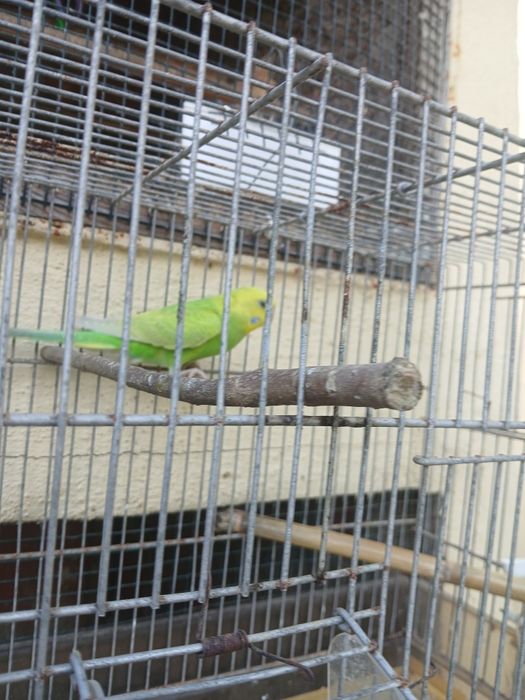 Tenho estas lindas aves a procura de de nova casa