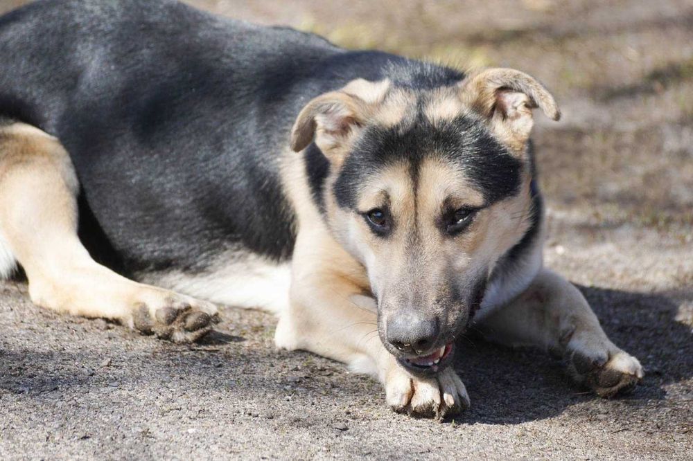 AKCENT - starszy pies prosi o dom