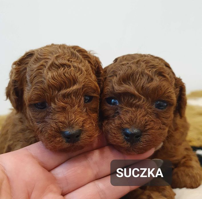 Pudel TOY-  Śliczna suczka