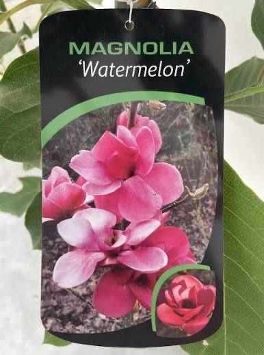 Магнолія Ватермелоон