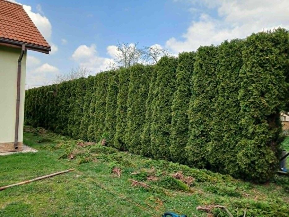 Ogrody- Obcinanie tui- pielęgnacja zieleni- obcinanie tui