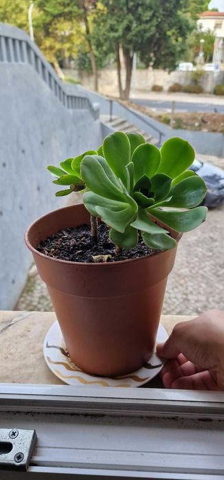 Plantas de Interior – Venda Individual ou em Conjunto