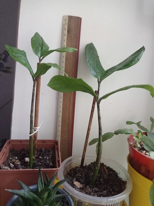 Квітки кімнатні  Заміокулькас